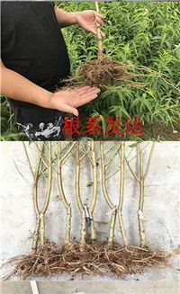 津京地批發(fā)各種占地樹苗