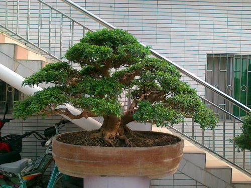 人工培育清香木苗木怎么用種子繁殖 圖片