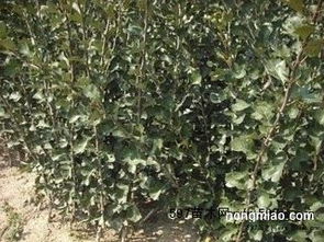 產(chǎn)品供應(yīng)遼寧熊岳 山楂苗價(jià)格 山楂樹價(jià)格 1到5年生各種規(guī)格