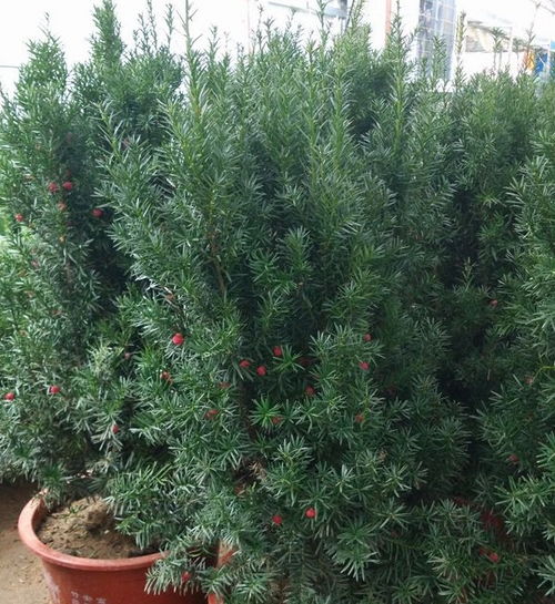 還在傻傻的種花 聰明人都養(yǎng)這些 珍品 樹苗,能觀賞又凈化空氣