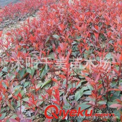 批發(fā)綠化工程苗木 紅葉石楠種子純正紅羅賓 紅葉石楠種子易種植-沭陽(yáng)千美苗木場(chǎng)提供批發(fā)綠化工程苗木 紅葉石楠種子純正紅羅賓 紅葉石楠種子易種植的相關(guān)介紹、產(chǎn)品、服務(wù)、圖片、價(jià)格沭陽(yáng)千美苗木場(chǎng)、果樹;綠化苗