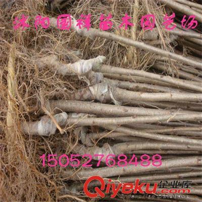 行道樹苗木 【櫻花苗木】多品種 庭院開花植物-沭陽(yáng)國(guó)祥苗木園藝場(chǎng)提供行道樹苗木 【櫻花苗木】多品種 庭院開花植物的相關(guān)介紹、產(chǎn)品、服務(wù)、圖片、價(jià)格沭陽(yáng)國(guó)祥苗木園藝場(chǎng)、綠化苗木;食用果樹;月季花卉;室內(nèi)盆栽;綠化種子