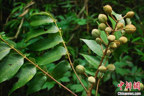湖北五峰后河保護(hù)區(qū)成功繁育珍稀野生植物伯樂(lè)樹