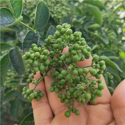 大紅袍花椒苗價(jià)格品種湖北大量出售花椒種子