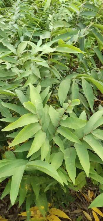 【深圳無(wú)患子苗品種齊全】-