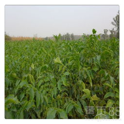 【基地批發供應核桃苗矮化嫁接核桃苗產量高】- 