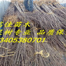 2018綠化苗木價格 報價 綠化苗木批發 第29頁 園林網