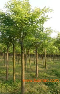 山東的綠化苗木基地,山東的綠化苗木基地生產廠家,山東的綠化苗木基地價格