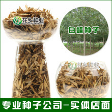 批發花木種子 新采白蠟種子 供應白蠟苗木 綠化喬木 行道樹種