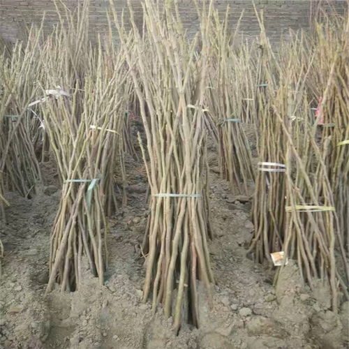 【基地直銷紫果無花果樹苗多少錢一棵】- 