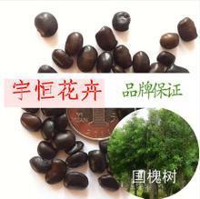 【國槐樹種子】最新最全國槐樹種子 產品參考信息