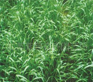 【牧草種子墨西哥玉米、俄羅斯飼料菜】價格_廠家_圖片 -