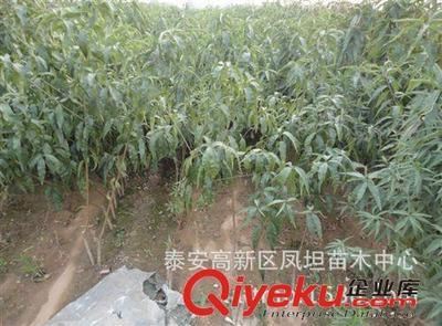 全國最低價供應優質桃樹嫁接苗-中油5號-泰安高新區鳳坦苗木中心提供全國最低價供應優質桃樹嫁接苗-中油5號的相關介紹、產品、服務、圖片、價格泰安高新區鳳坦苗木中心、果樹苗;綠化苗;占地苗;果樹苗;綠化苗;各種種子