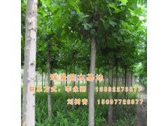 河北瑞景苗木基地供應各種法桐,價格合理 中貿網