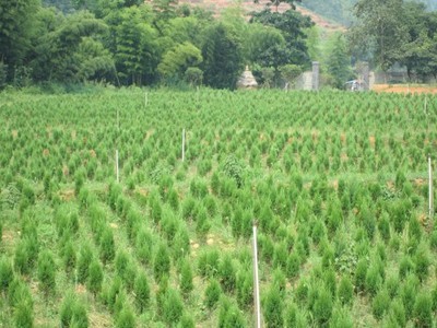 喬木-【大福源園林】基地直銷大量優質蜀檜苗木 種子-喬木盡在阿里巴巴-宿遷市大福.