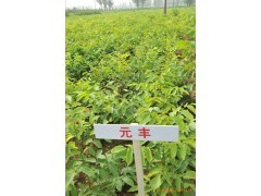 矮化核桃苗供應|林木種子|綠化苗木|供應信息|597苗木網