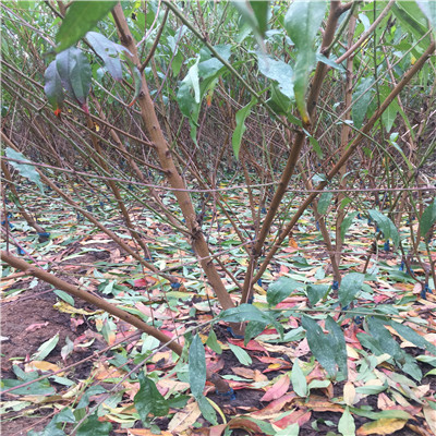 8公分桃樹苗 8公分桃樹苗出售基地_泰安開發區忠民苗木中心 - 商國互聯網