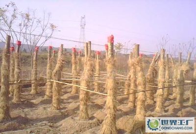 河北遵化紅星苗木公司_世界工廠網全球企業庫