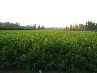邢臺桃樹苗一畝多少棵耕鑫苗木