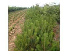 山西油松 大量油松批發銷售 油松種子|綠化小苗|綠化苗木|供應信息|597苗木網