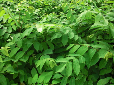 核桃苗|松江核桃苗基地|松江核桃苗價格 -東北林木種子,東北核桃苗,東北造木綠化苗木-產品頻道-金泉網