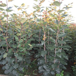 弘源苗木、烏魯木齊亞當海棠小苗種植基地_糧食作物種子_第一槍