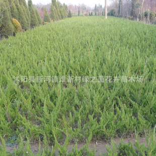 喬木-供應各種苗木 種苗 種子 基地直銷優質 小龍柏樹苗-喬木盡在阿里巴巴-沭陽.