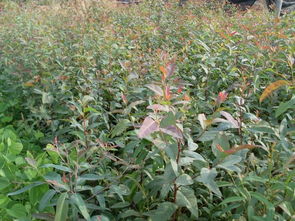 桉樹怎么種才高產 桉樹高產栽培技術規范