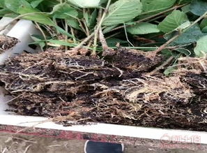 泰安高新區旺運苗木中心 熱賣促銷 阿土伯網