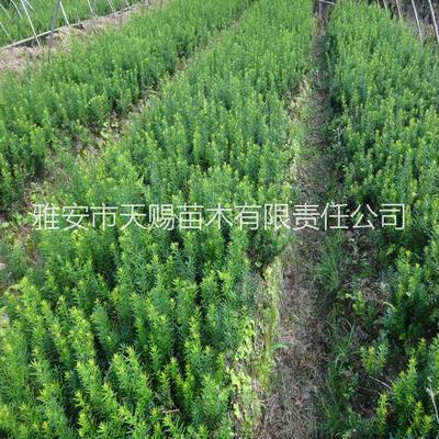 供應用于紅豆杉苗木的成都溫江崇州曼地亞紅豆杉小苗批發_曼地亞紅豆杉|紅豆杉廠家價格_雅安市天賜苗木有限責任公司_一呼百應網