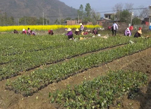 吳山鎮 土地流轉種苗木 流出 效益 轉出 生機