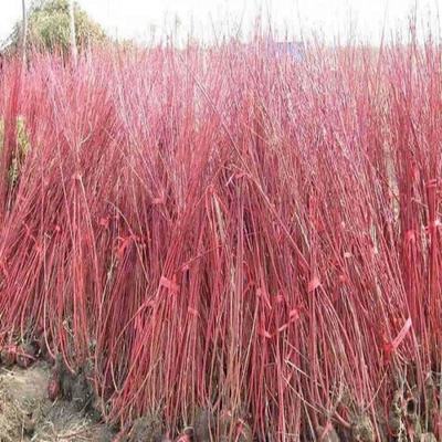 [紅瑞木種子批發]江蘇宿遷沭陽縣紅瑞木種子 55.00元/斤銷售 _ 一畝田