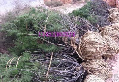 供應苗木種子金絲垂柳漳河柳 國槐 法桐白皮松圖片_高清圖_細節圖-山西天龍苗圃