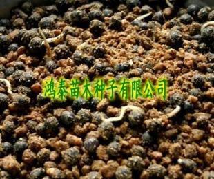 欒樹種子價格_農(nóng)副產(chǎn)品_世界工廠網(wǎng)