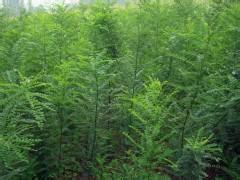 山西國槐苗種植圖片|山西國槐苗種植樣板圖|山西國槐苗種植-東升苗木種子