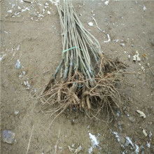 種子與苗木 現(xiàn)代農(nóng)業(yè)的綠色基石