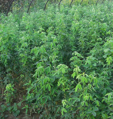 2017年蘇格蘭金鏈樹苗木價格與種植指南