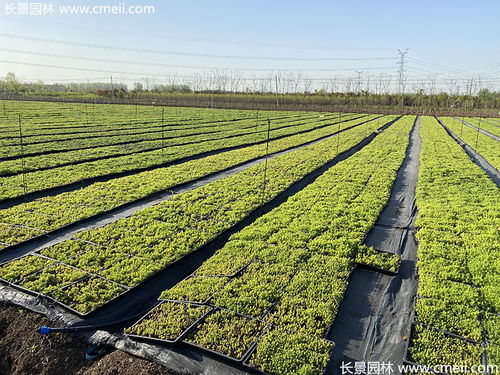 佛甲草托盤苗最新價格與產(chǎn)地信息——江蘇沭陽長景園林苗木場