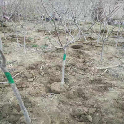 新疆地區烏克蘭3號櫻桃苗采購指南 合同簽訂與供應商選擇