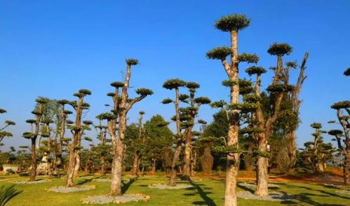 綠色周巷 從苗木產(chǎn)業(yè)到風景經(jīng)濟的轉(zhuǎn)型之路