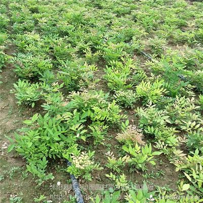 紫藤 攀援植物中的綠意精靈與美化廊架的優(yōu)選