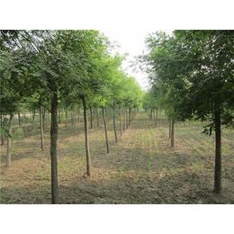 泰安苗木基地領(lǐng)航林木種苗產(chǎn)業(yè)——平盛苗圃的質(zhì)量與創(chuàng)新