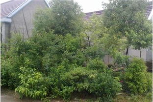 歡迎選購 5畝苗木、盆景、綠化種子緊急出售