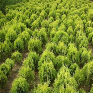 愛家園藝 灑金柏種子與松樹苗優(yōu)惠指南