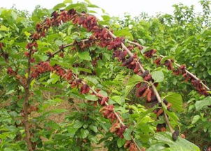 農(nóng)村野果的保健價值與種子苗木種植指南