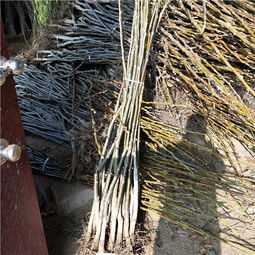 6公分核桃樹與2公分核桃苗在淮南地區的種植與前景