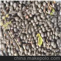 江蘇苗木種子供應商、價格及批發市場概覽