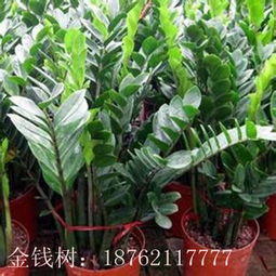 優質金錢樹種子苗木及各類水生花卉直銷基地