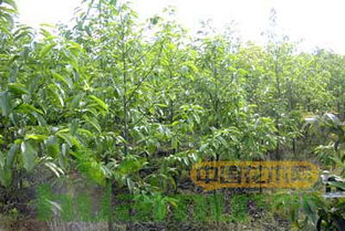 供應高品質樂昌含笑和墨紫含笑樹苗種子