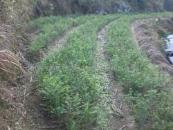 紅豆杉苗木與種子的優質供應——麗水市利民紅豆杉苗木繁育種植場合作社